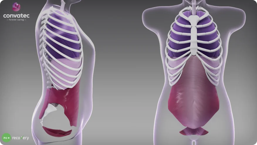 A breathing animation video about visualization of diaphragm, pelvic floor, and core muscle coordination in stoma care.